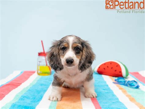 Find and adopt a pet on Petfinder today. . Craigslist gainesville fl pets